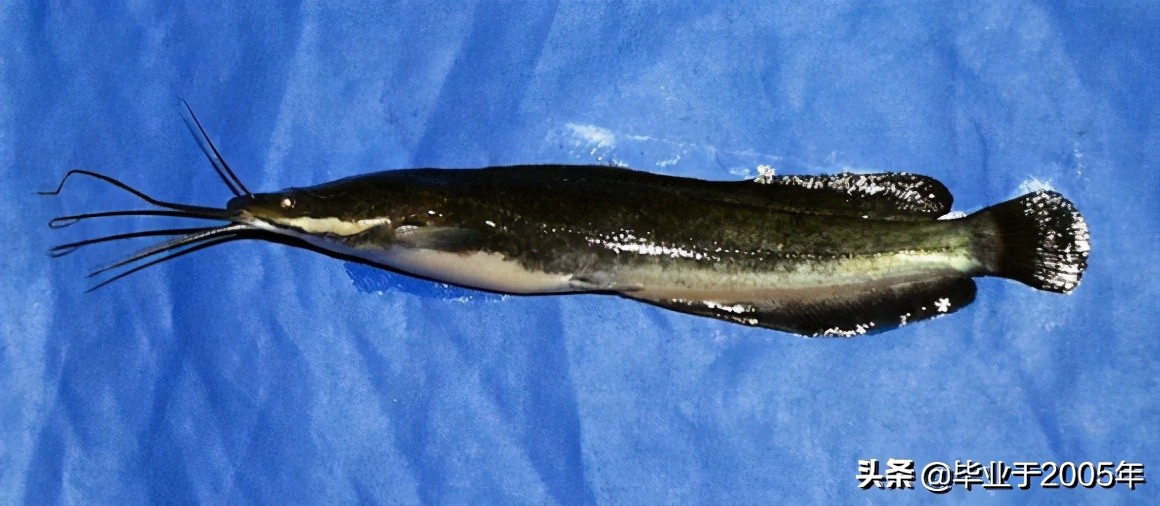 大连近海常见鱼类图鉴,大连哪里可以垂钓淡水鱼