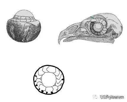 鸟类的产热结构,鸟类的结构特点有哪些