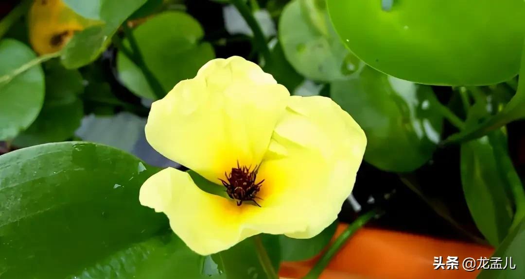 水金英，适合养在庭院大水缸里的景观植物！清新美丽又治愈