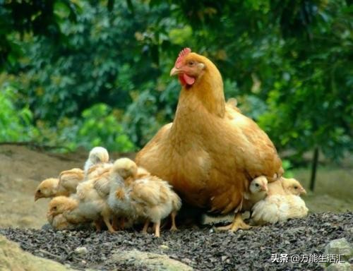 大象隐藏11种动物,了解大象的身体特征