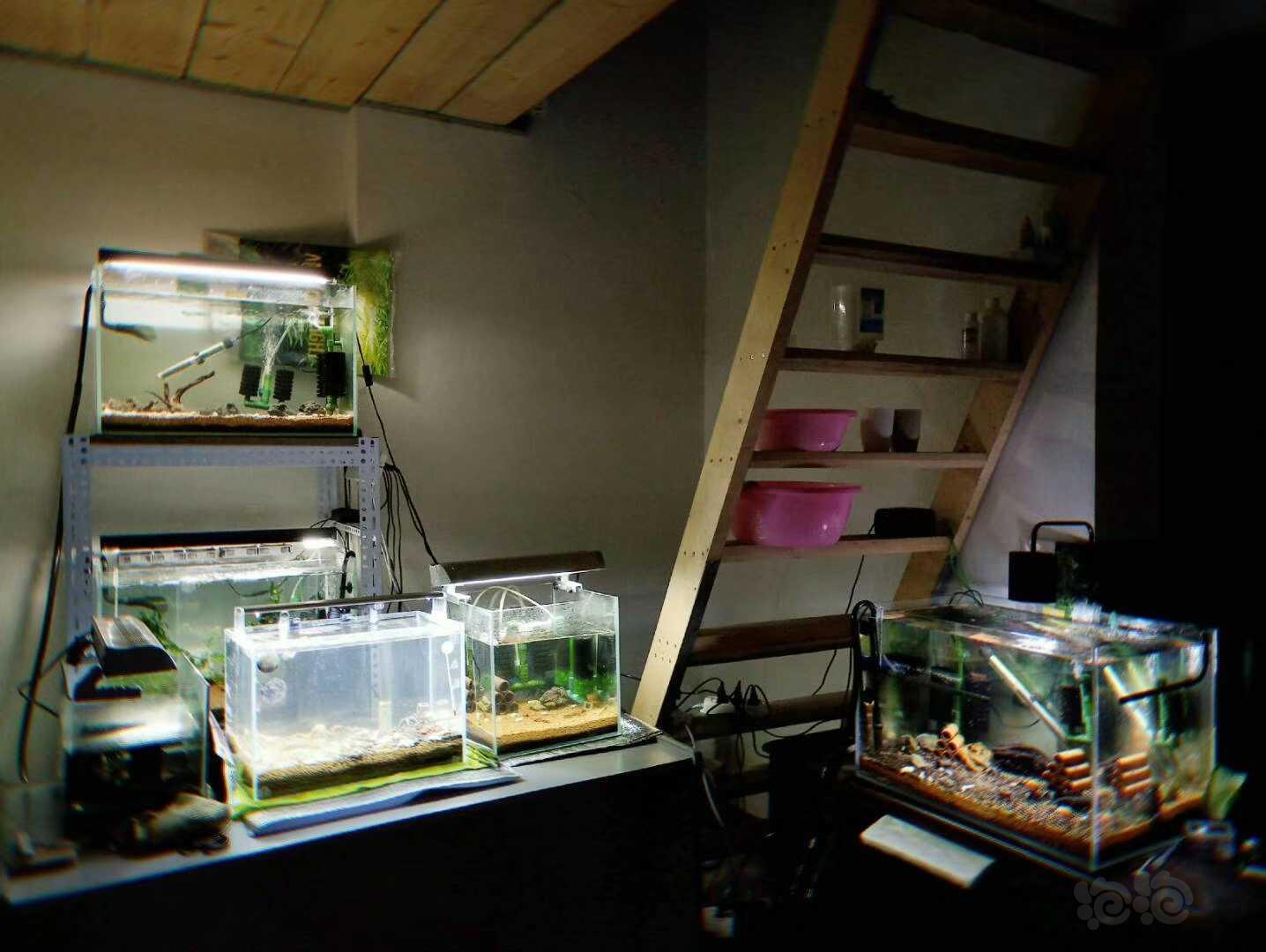 苏虾繁殖方法视频讲解,苏虾开缸教程及饲养心得