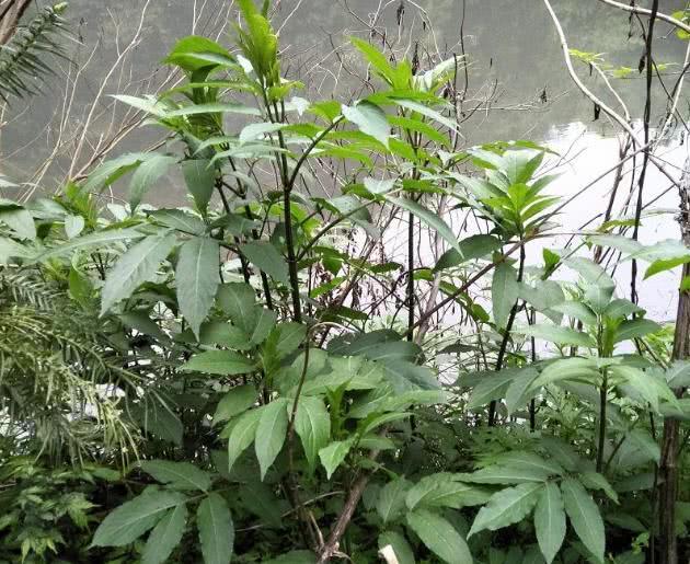 农村1杂草，名为“牛膝”，曾受皇室重用，如今少有人知珍贵价值