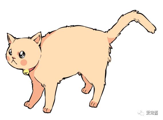 猫咪尾巴竖起来是什么意思,猫咪尾巴各种姿态含义