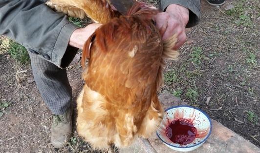吃鸡杀鸡小技巧,杀鸡前的准备工作
