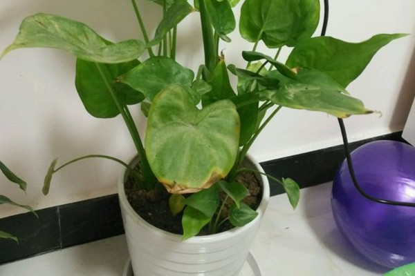 水培滴水观音叶子下垂怎么回事,滴水观音发黄下垂的叶子怎么处理