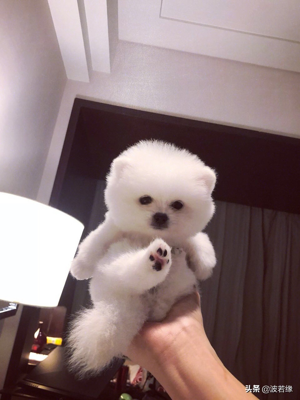 狗狗修毛的视频大全,给狗狗修毛的视频教程