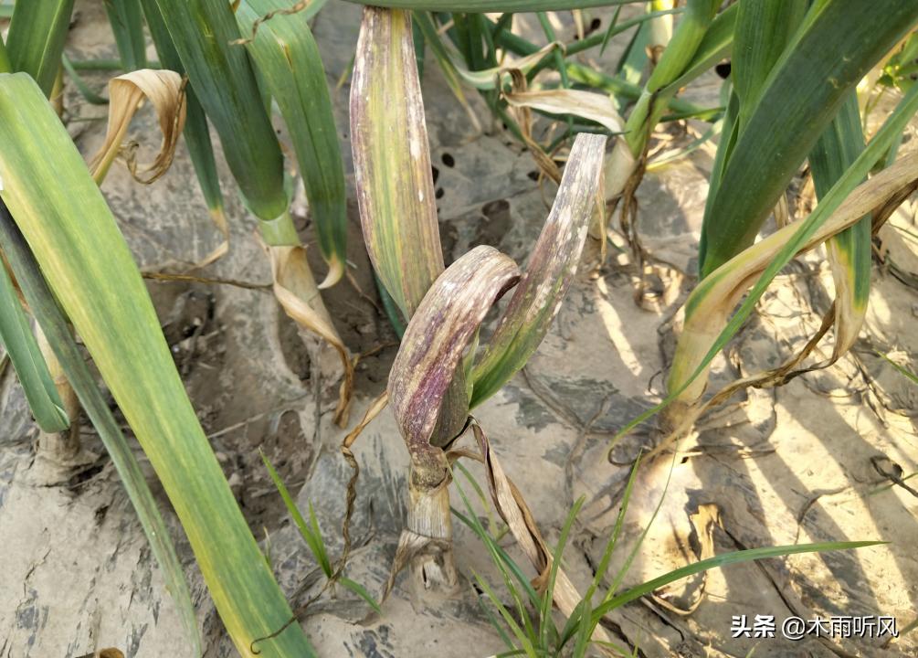 甲霜恶霉灵能治大蒜软腐病吗,大蒜软腐病的发病原因及防治