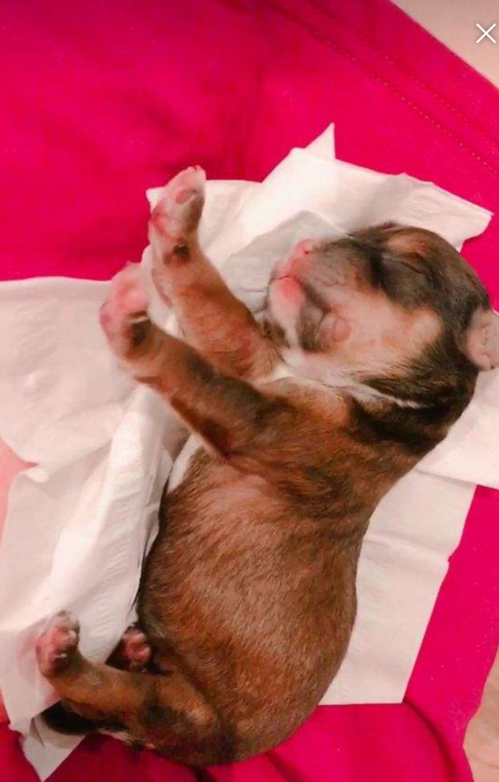 狗生小狗要注意啥,狗生小狗怎样处理