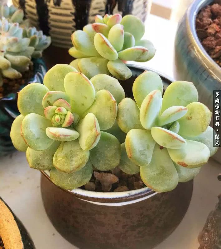 顺风不浪逆风不怂文字图片,顺风不飘逆风不怂绝境不慌