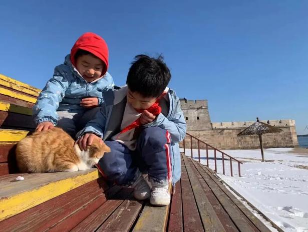 秦皇岛这只网红猫日常“巡逻”你见过吗？岛上还有这些撸猫好去处~