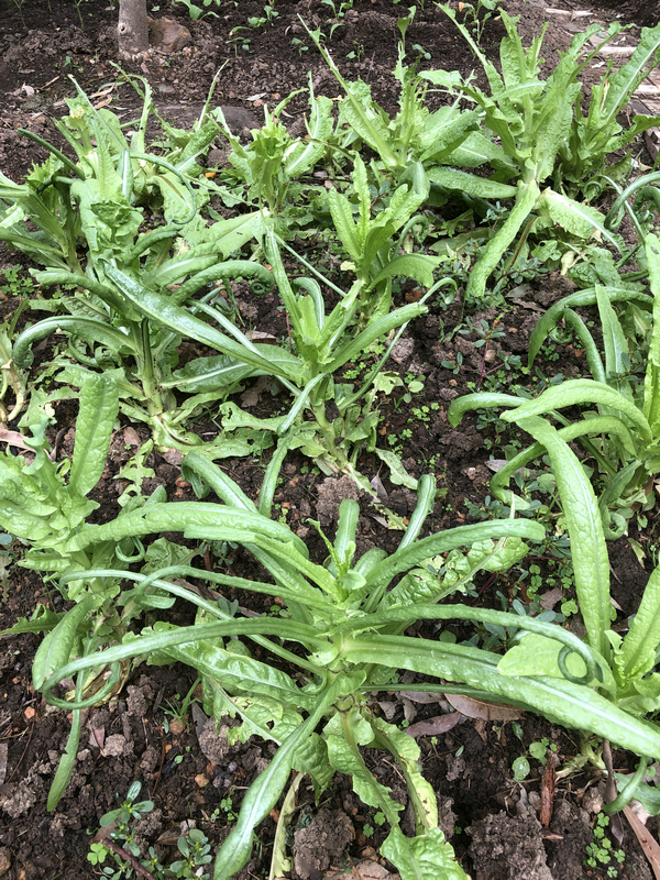 鎮夊凹鐤儏鎶ラ亾,鎮夊凹鑿滃湴闄よ櫕瑙嗛