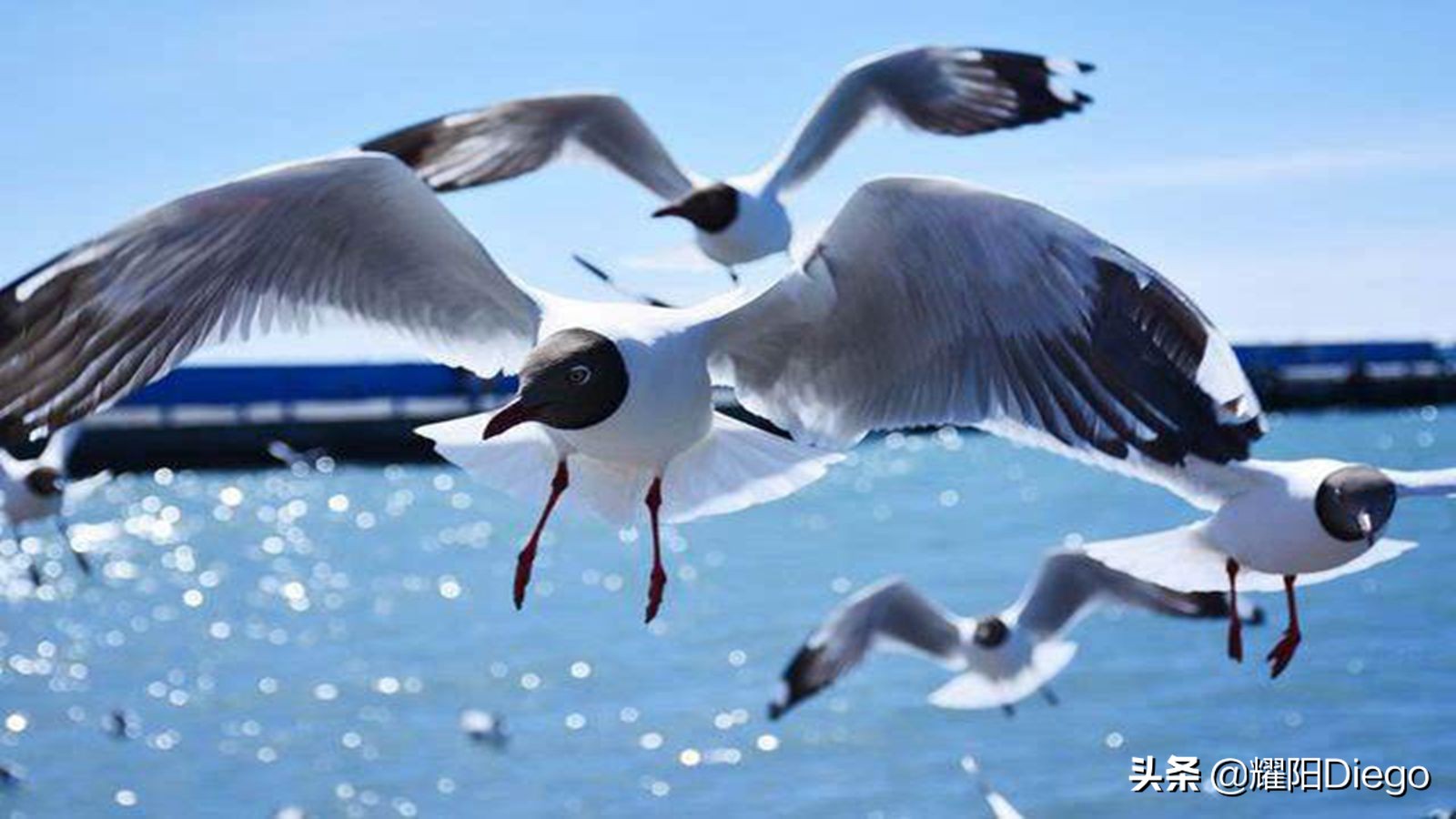 石河子到敦煌旅游省钱攻略,青海敦煌旅游攻略路线