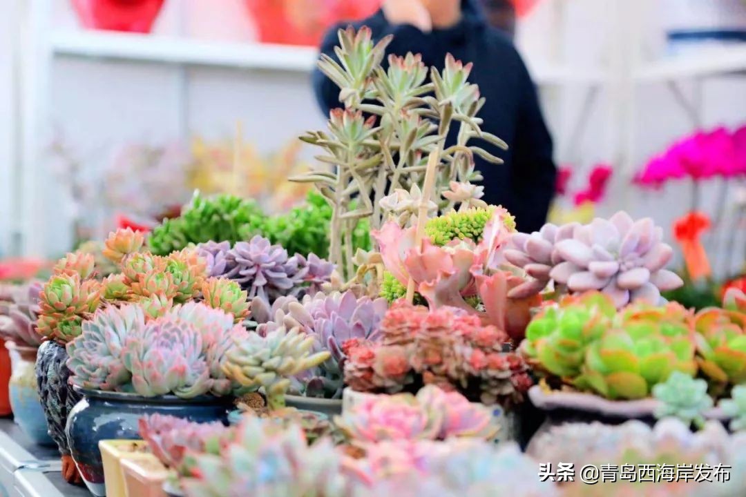 买年货的好地方！首届金沙滩啤酒城年货节汇集近万种特产