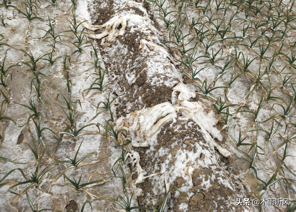 大蒜苗越冬打什么药防冻,大蒜苗冬天冻了怎么办