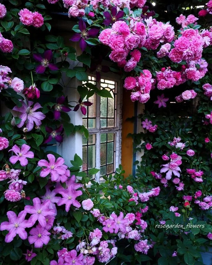 太毒了！“别人家”的月季花园，美到让人窒息