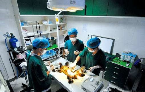 宠物dr设备品牌推荐,宠物医疗技术行业现状及发展趋势