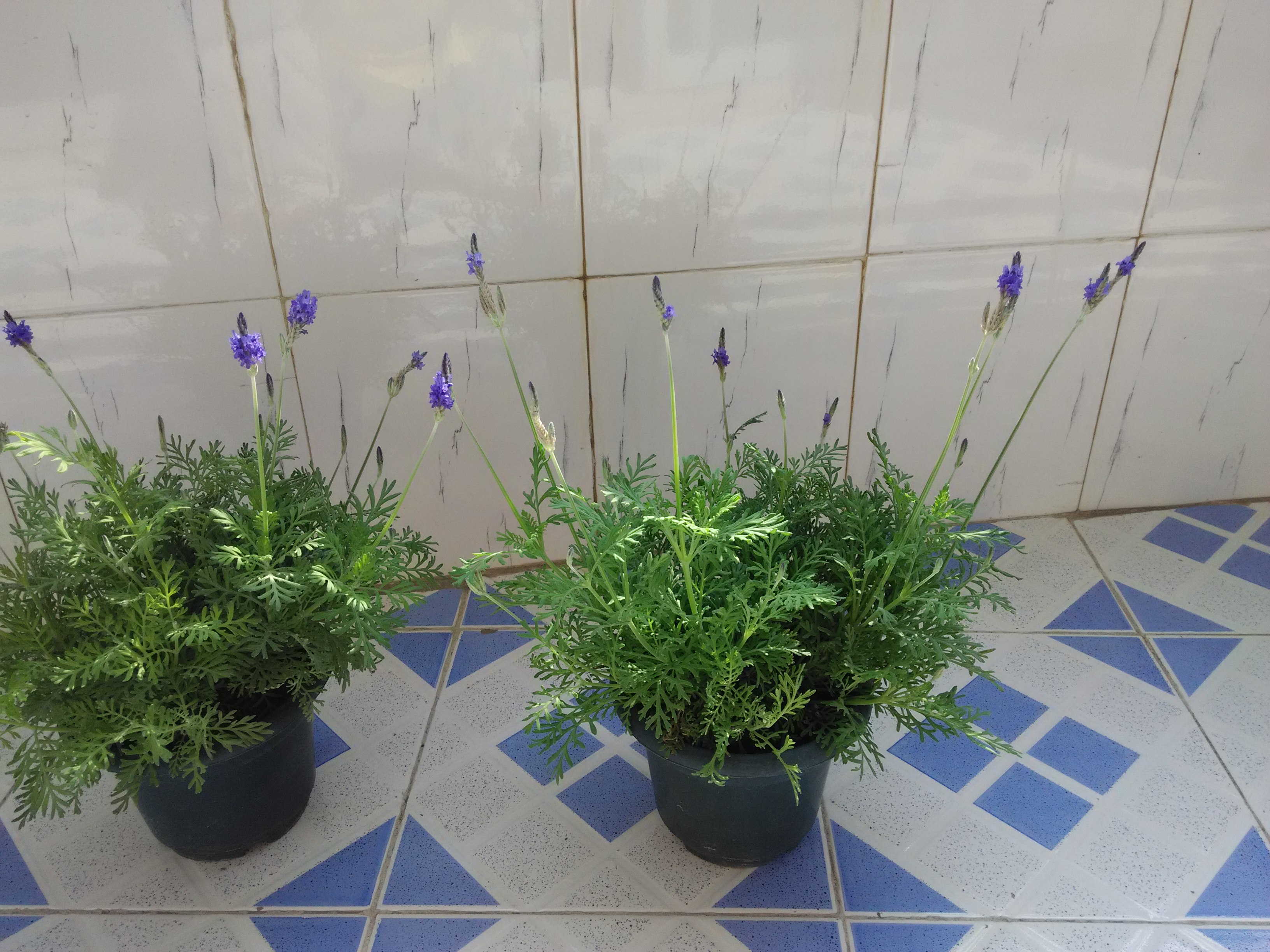 什么薰衣草最适合做精油,用袋子做薰衣草