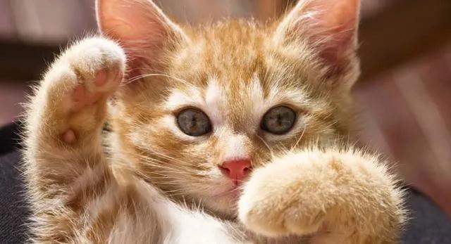 猫咪眼睛的神奇之处,猫咪黄眼睛和琥珀眼睛的区别