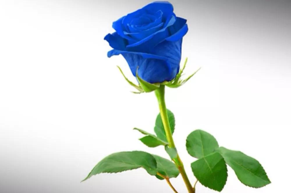 花店必备的5款玫瑰,花店常用的10款玫瑰花是哪些品种