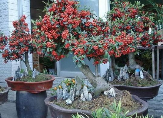 家庭盆栽废茶渣沤肥,牛奶和淘米水沤肥