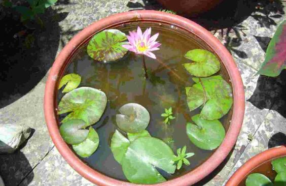 睡莲的水培方法睡莲可以全水养吗,睡莲盆栽种植条件和方法