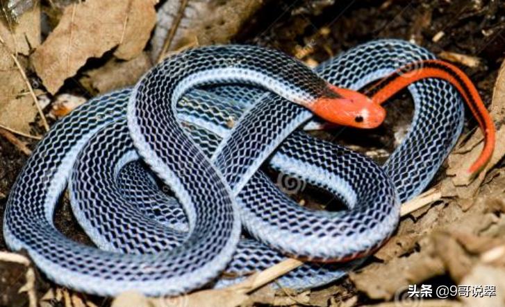 俺们那嘎都是东北银——东北方言