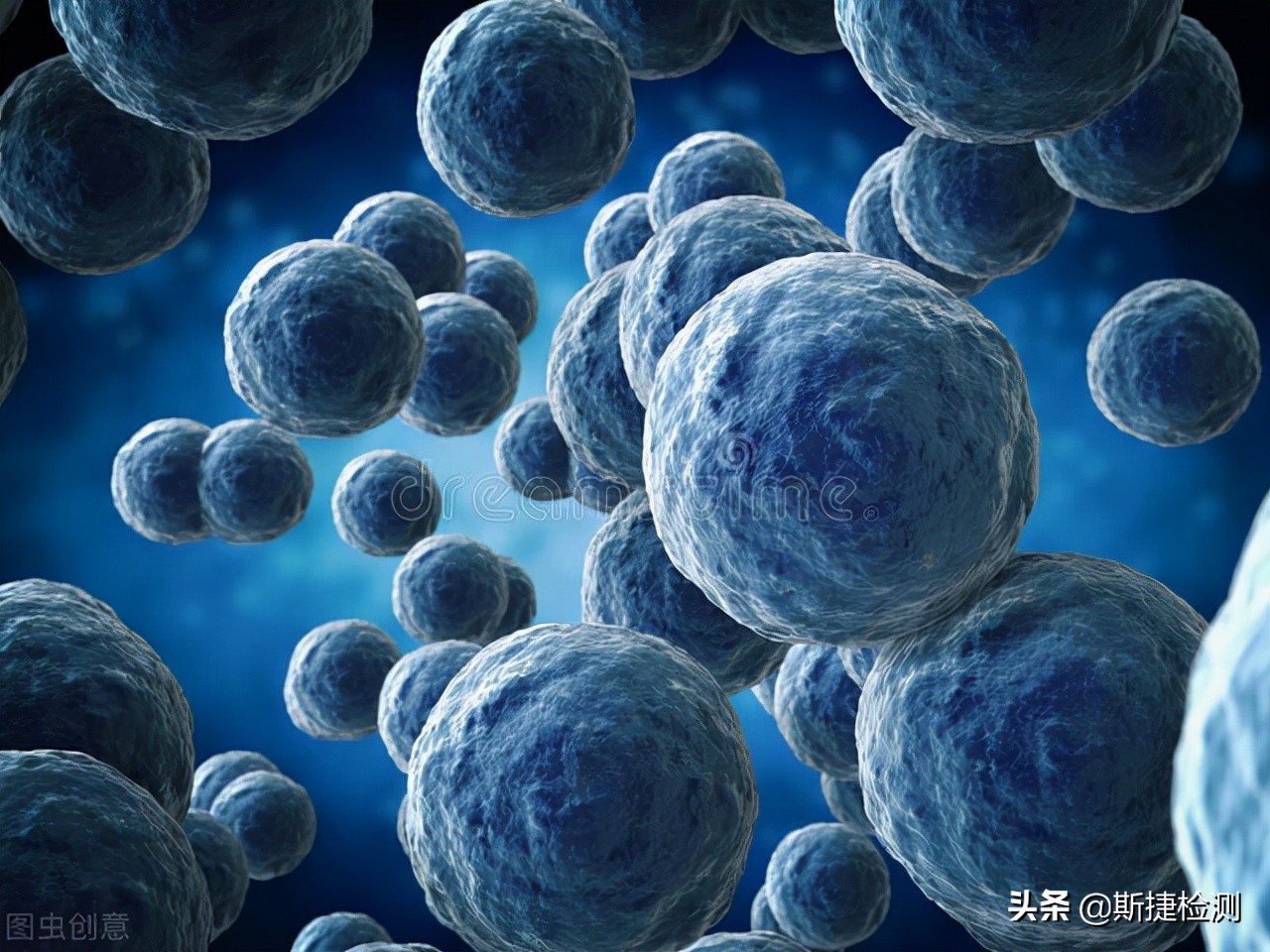 微生物检测报告第三方检测