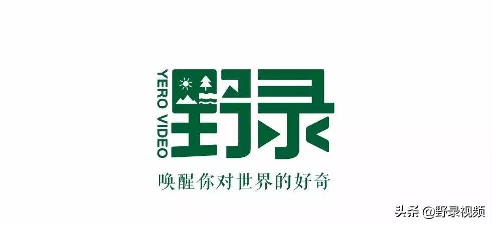 把非洲鳄界扛把子当宠物养是一种怎样的体验？