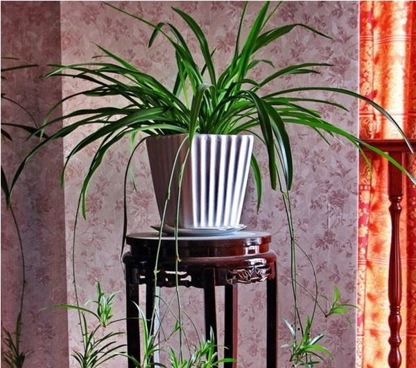 吊兰花卉盆栽品种,吊兰奇特养法