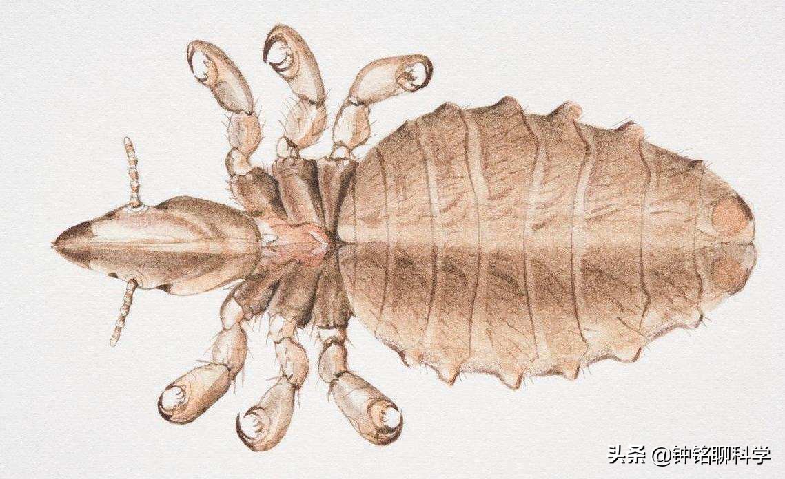 为什么虱子从21世纪就消失了,人类虱子的进化史