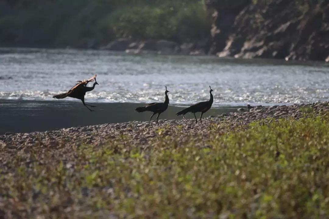 建水电站下游会断流吗 (建水电站对河水有影响吗)
