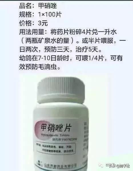 人药治鸽病配方大全,教你巧用人药治鸽子病