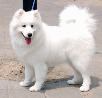 全世界100种名贵狗,世界上46多种名狗图文说明