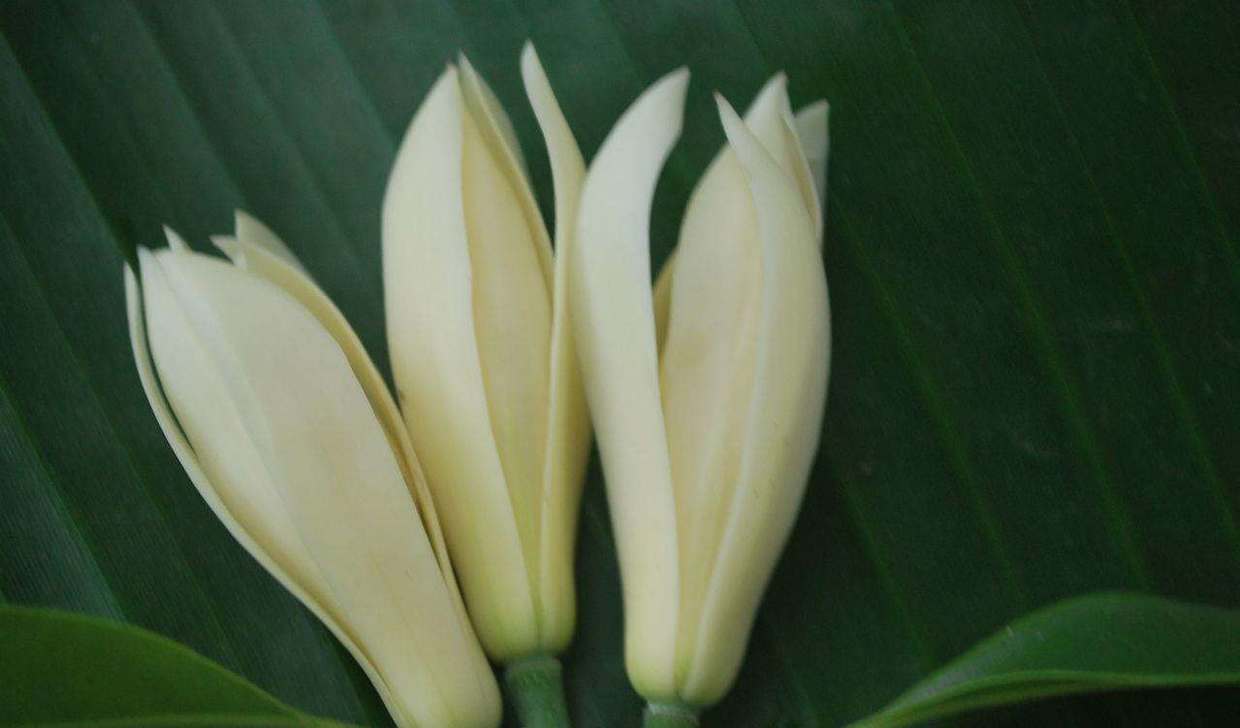 南方好养又勤花又香的兰花,好养又好看又香的兰花品种