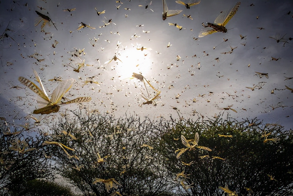 我国是怎么治蝗虫的,为什么治理蝗虫很重要