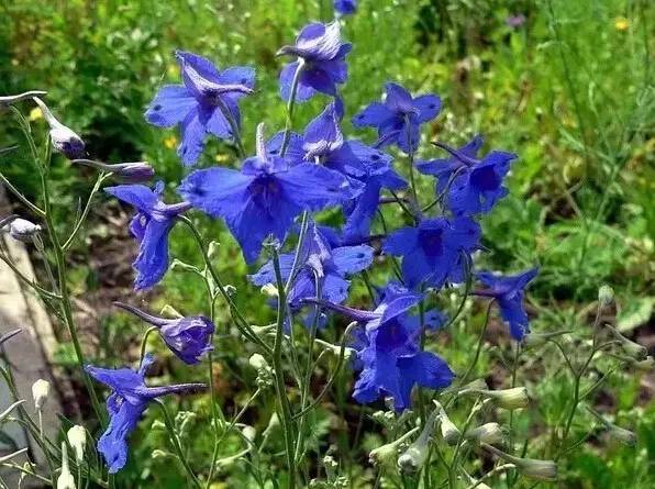 最全的植物辨识方法，辨认植物就靠它