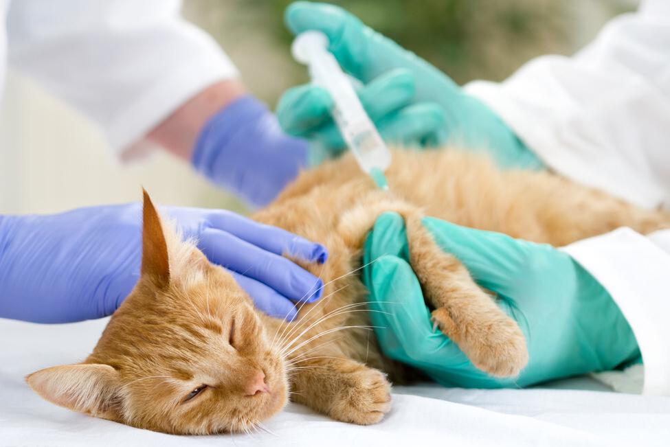 饲养猫咪必备的常用药品,怎么给猫咪饲养环境消毒