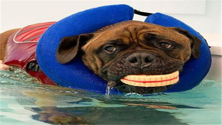 狗鼻子颜色是棕色的好吗,狗的鼻子的颜色有什么讲究吗