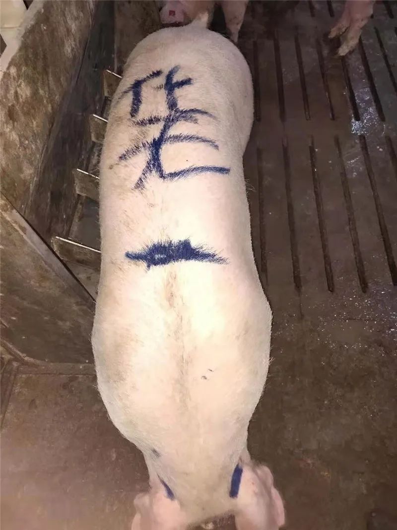 大话西游2化无为什么那么贵,大话西游2孟极和浪淘沙