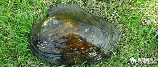 栖霞的美食,栖霞有哪些好吃的美食