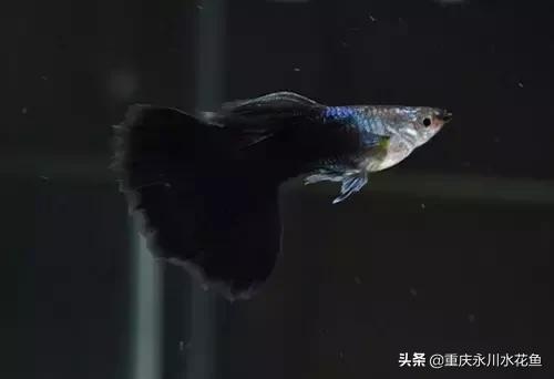 热带观赏鱼孔雀,热带观赏鱼巴西迷你孔雀鱼