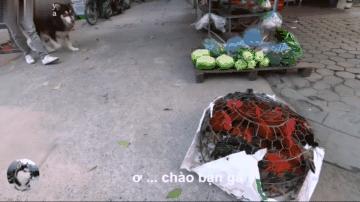 网友带哈士奇回农村老家,网友带萨摩耶到农村