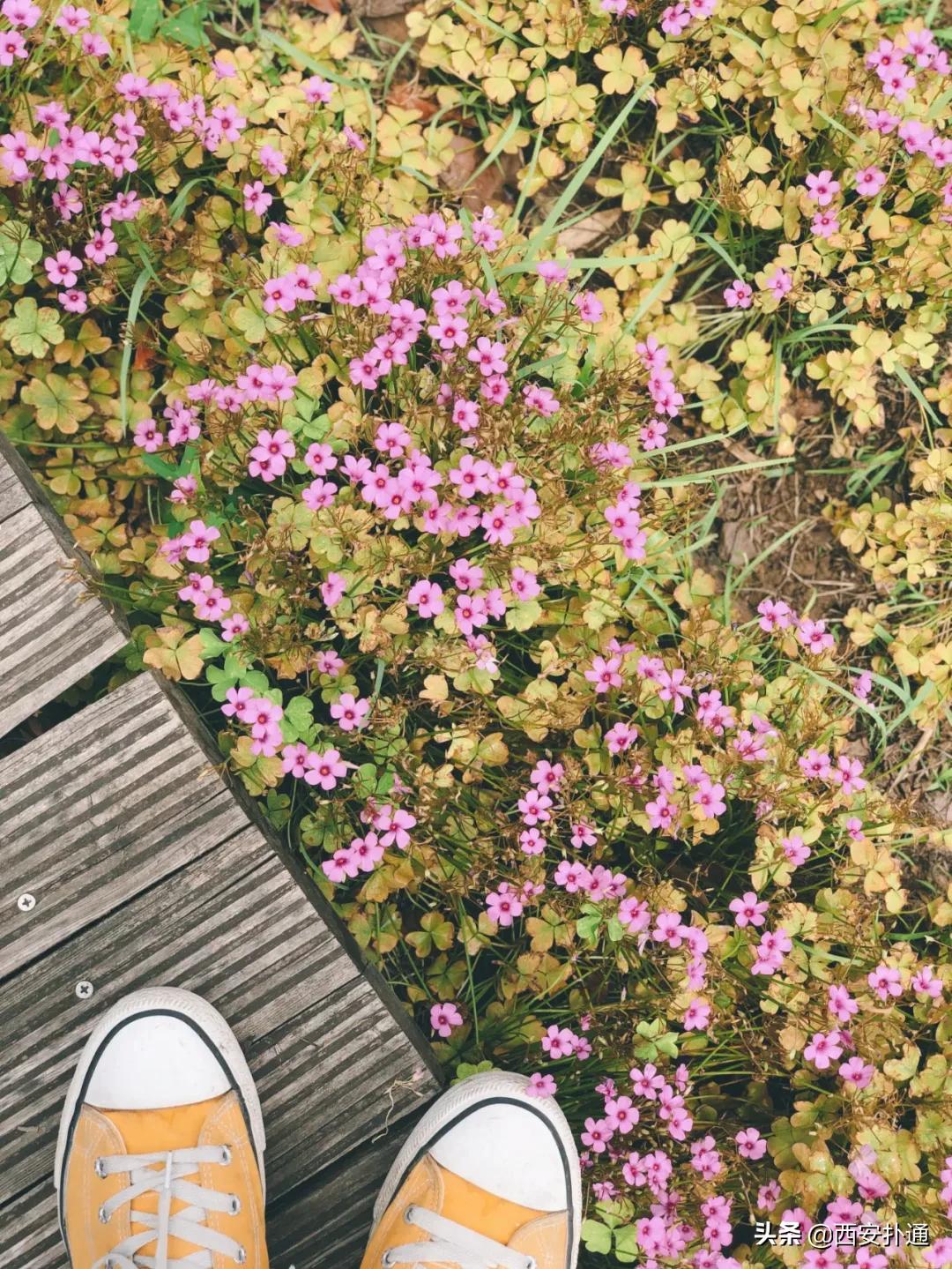 浐灞国家湿地公园最美地方,浐灞湿地公园有啥好玩的