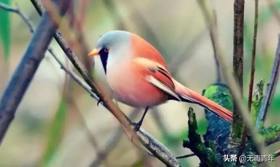 被囚34年取精，被迫亲手杀死爱子，最后只能挣扎着死去…