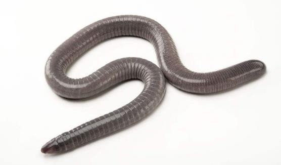 龟类的进化过程图片,龟鳖目动物外形特征