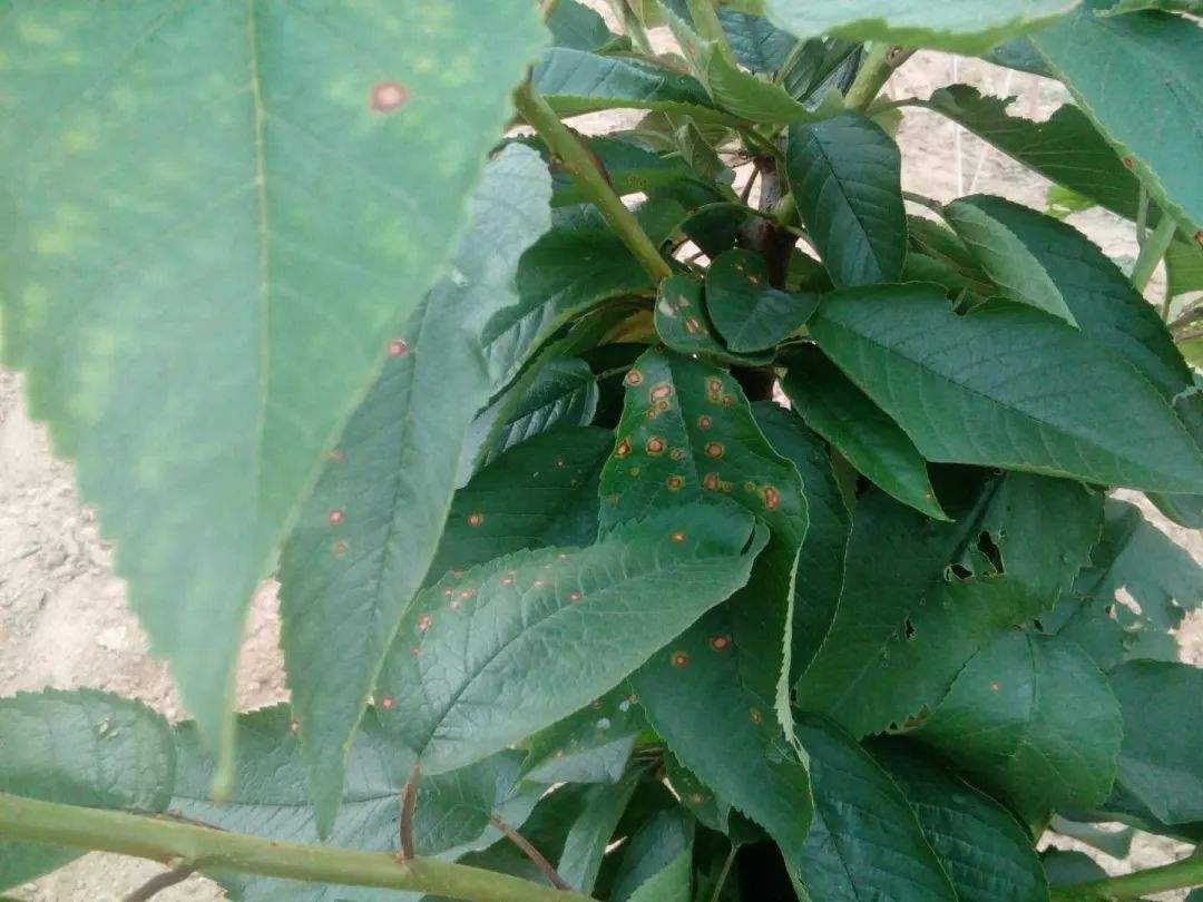 樱桃褐斑病怎么防治,综合管理预防樱桃褐斑病