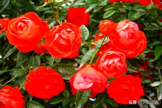 月季主枝病虫害,月季枝枯病治疗视频