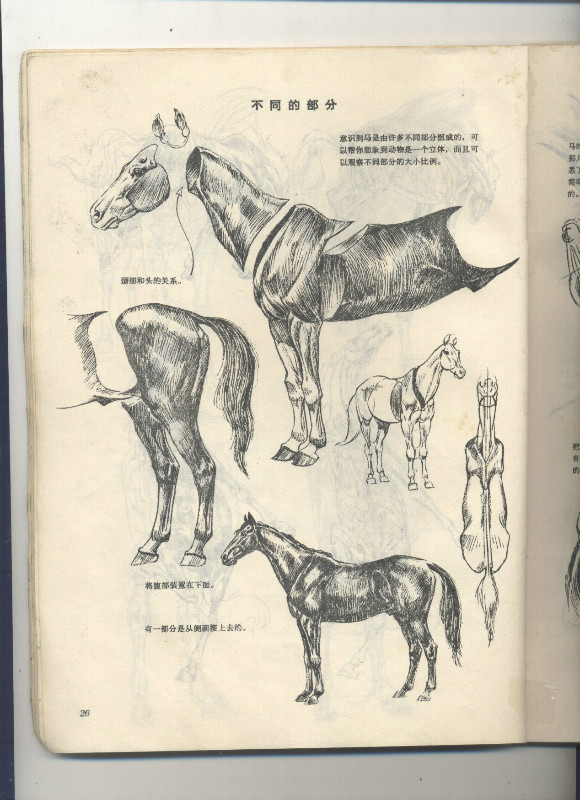 一百幅动物素描,近百幅动物画