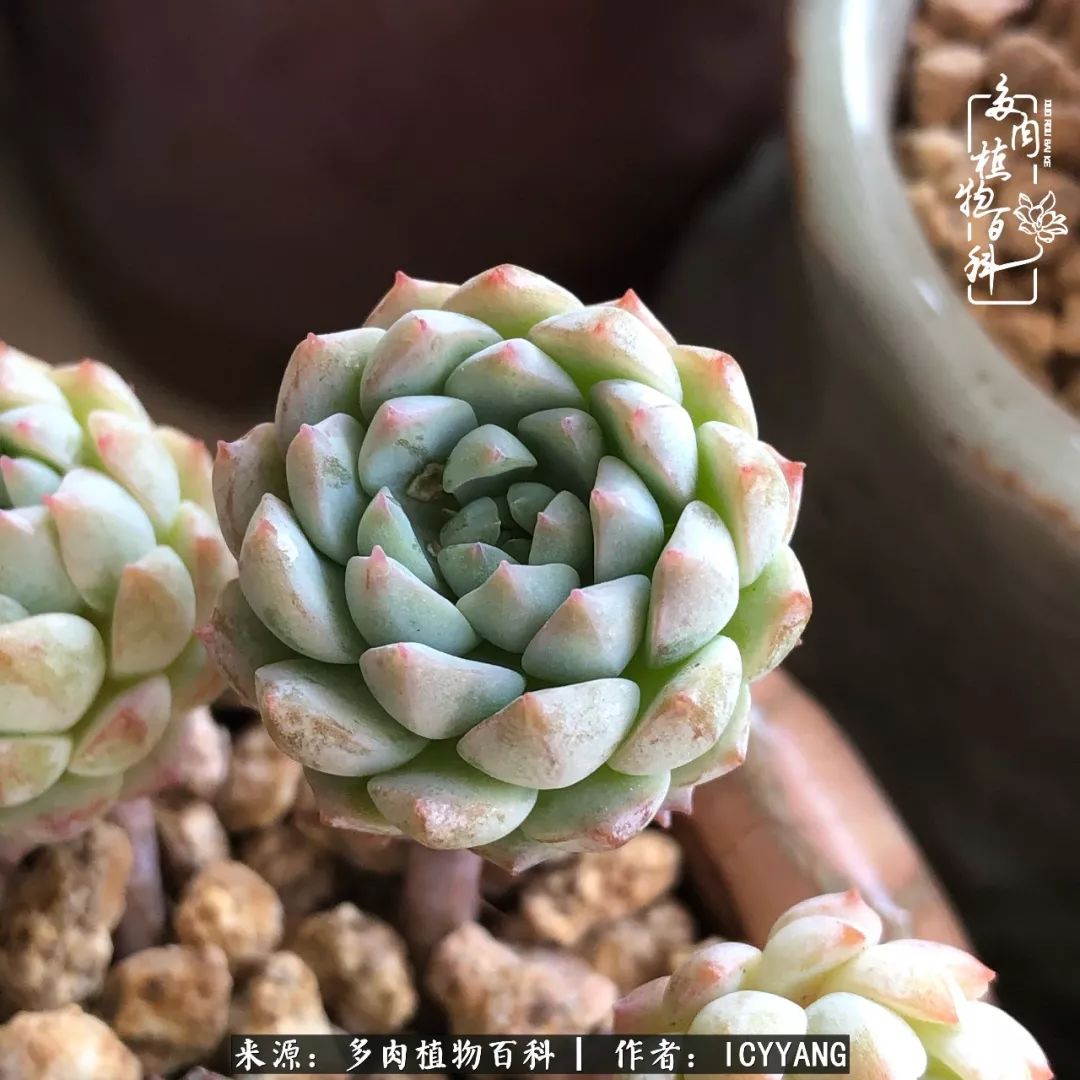室内阳台多肉的养护方法,景天多肉养护