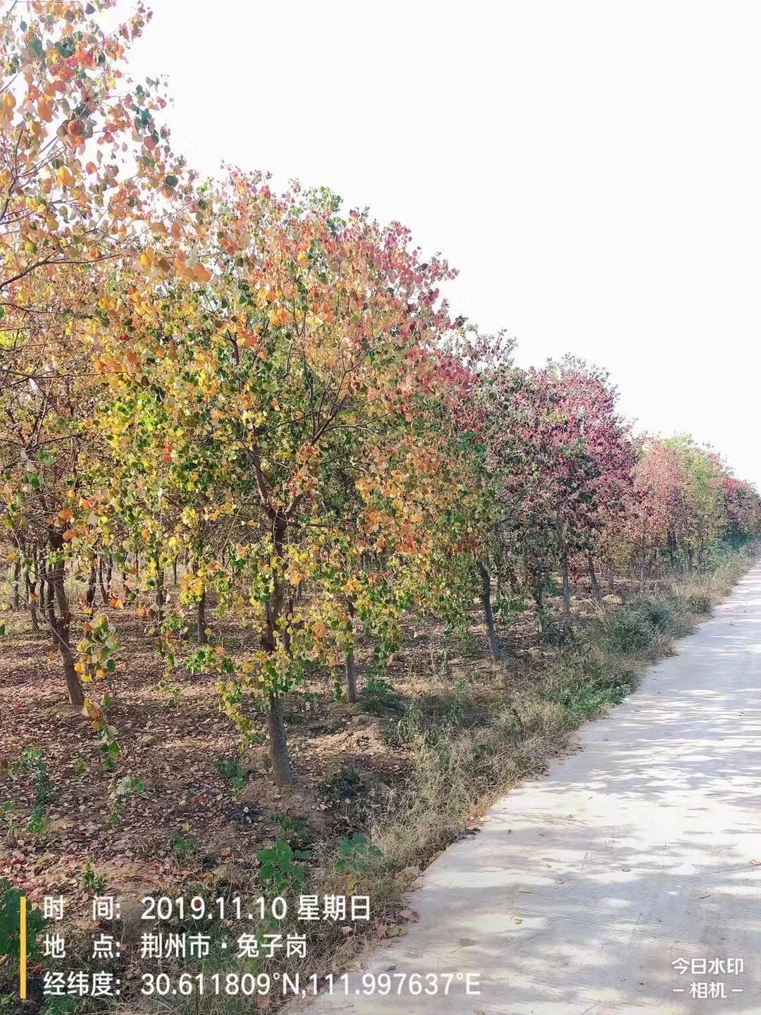 郑显华:显豁知幽抱,华顶望山高